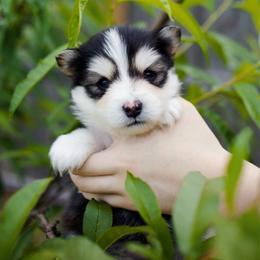 Taro - Black and white male Pomsky puppy in Trenton, Texas from Blissful Paws Pomskies