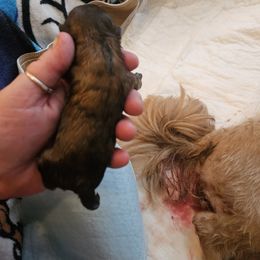 Boy 3 - Brindle and white Shih Tzu puppy in Cook County, Illinois from My Tzu Crew