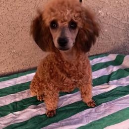 Hufflepuff - Sable male Poodle puppy in Buckeye, Arizona from Romano Juarez Puppies