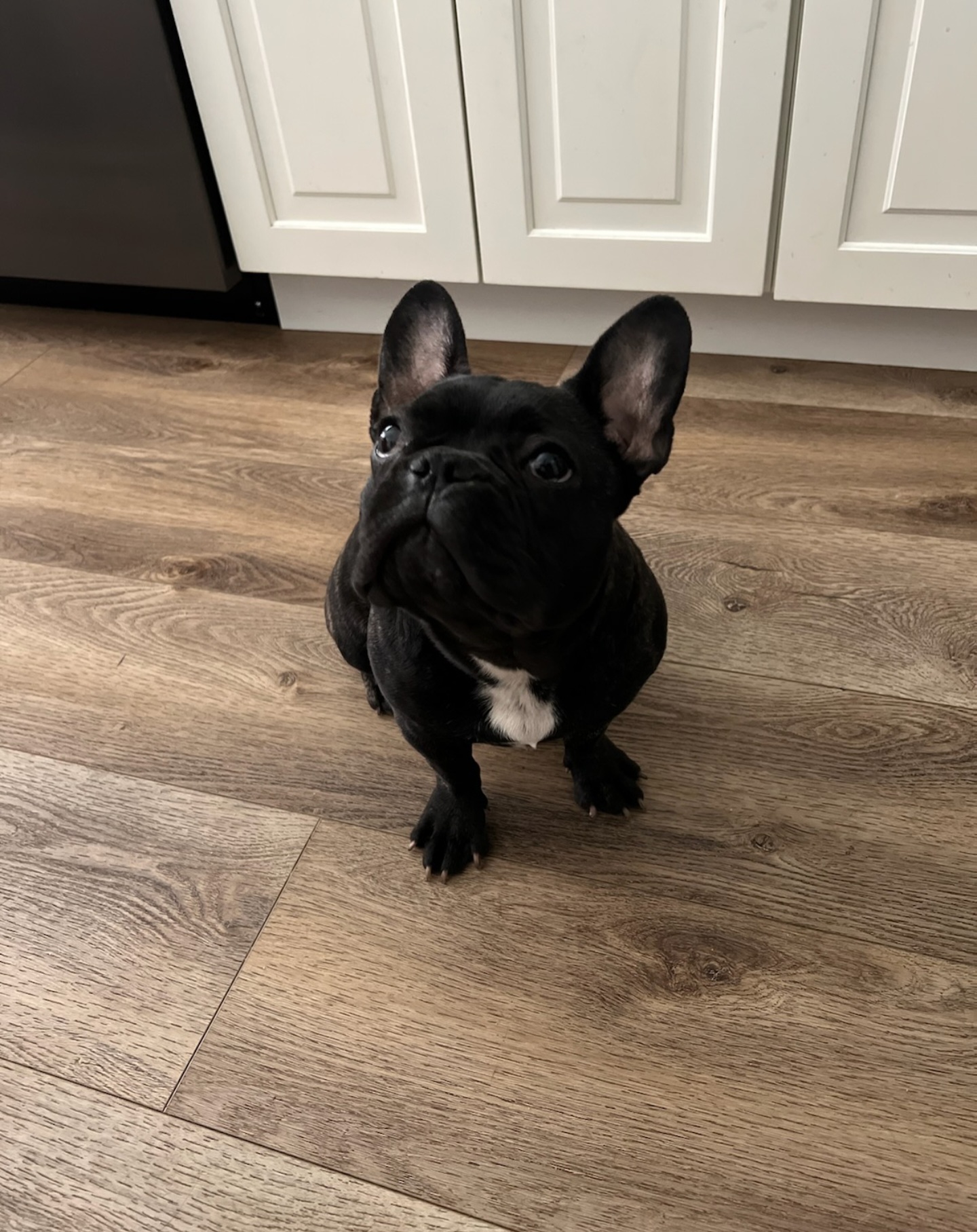 Bells - French Bulldog