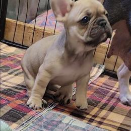 Geronimo - Fawn male French Bulldog puppy in Ardmore, Oklahoma from Big Ox Bulldogs