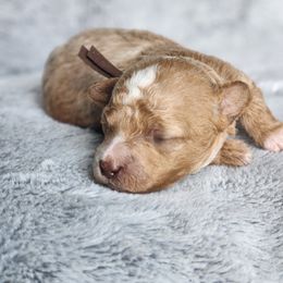 Coconut - Apricot male Poodle puppy in Hoagland, Indiana from Kandyland Kennels
