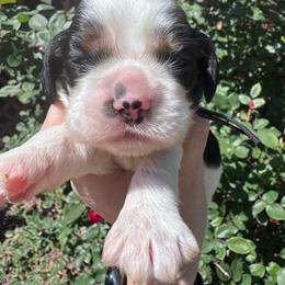 Girl 2 - Black white and tan female Cocker Spaniel puppy in Greensboro, North Carolina from Cochran Spaniels