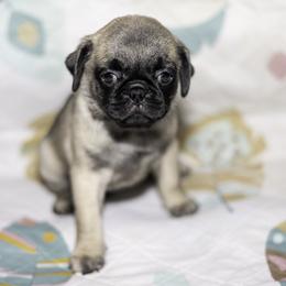 Mia (purple) - Fawn female Pug puppy in Hereford, Arizona from Broken Road Ranch Pugs