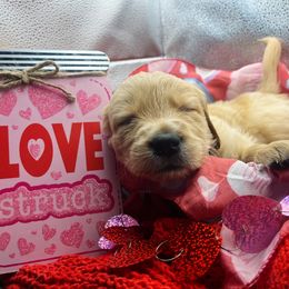 Golden Retriever Puppies from Great Lakes Golden Retreivers