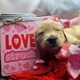 Golden Retriever Puppies from Great Lakes Golden Retreivers