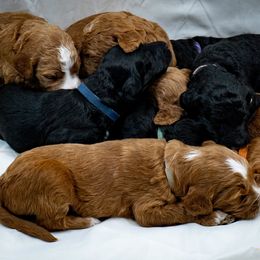 Bernedoodle and Goldendoodle Puppies from Delta Doodles and Poodles