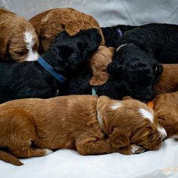 Bernedoodle and Goldendoodle Puppies from Delta Doodles and Poodles