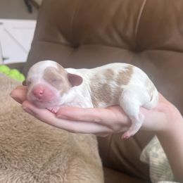 Sally - Blenheim female Cavapoo puppy in Glendale, Arizona from Dashing Dogs
