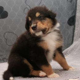 Freckle - Black white and tan male Collie puppy in Mattoon, Illinois from Gold Leaf Collies