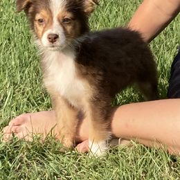 Miniature Australian Shepherd Puppies from Alexander Canines