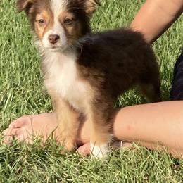 Miniature Australian Shepherd Puppies from Alexander Canines