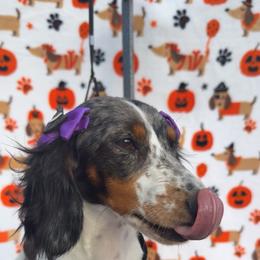 Gracie - Dachshund