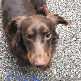 Jax - Dachshund
