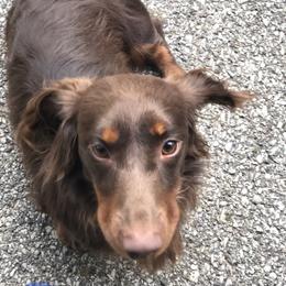 Jax - Dachshund