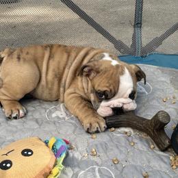 Bulldog Puppies from K & K Little Blessings