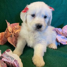 Princess Snowflake - Light golden Golden Retriever puppy in Grant County, Indiana from On The Sunny Side Pavey Farms