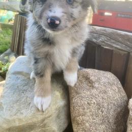 Toy Australian Shepherd Puppies from Kickapoo Creek Aussies