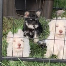 Miniature Schnauzers from Lino Farms