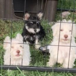 Miniature Schnauzers from Lino Farms