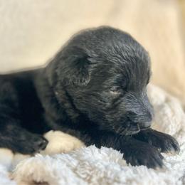 Deja Vu - Black female German Shepherd puppy in Augusta, Wisconsin from Wehrhaus German Shepherds
