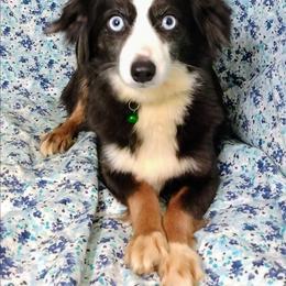 Squirrel - Toy Australian Shepherd