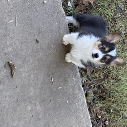 Pembroke Welsh Corgi Puppies from Twisted Little Corgis