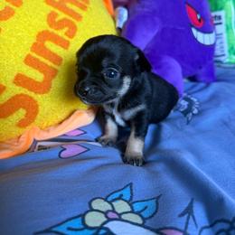 Max - Black and tan male Chihuahua puppy in Charlotte, North Carolina from Lawinski’s Chihuahua World