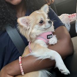 Chihuahua puppies from Hearts Of Love
