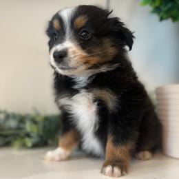 Brody - Black tri male Toy Australian Shepherd puppy in Ambrose, Georgia from Brandilyn's Aussies
