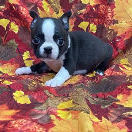 Toby - Black brindle and white male Boston Terrier puppy in Fillmore, Illinois from Wind Hill Puppies