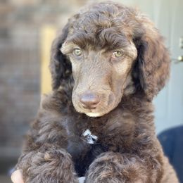 Poodle Puppies from Parapoodles