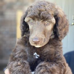 Poodle Puppies from Parapoodles