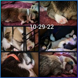 Pembroke Welsh Corgi Puppies from BLACK HILLS CORGIS