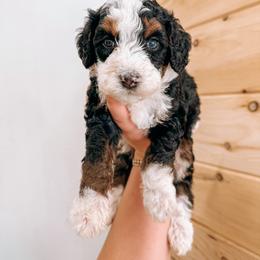 Bernedoodle and Golden Mountain Doodle Puppies from Tilley's Southern Doodles