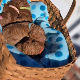 Goldendoodle puppies from Puppy Paradise:  English Mastiff Puppies & Standard Goldendoodle Puppies