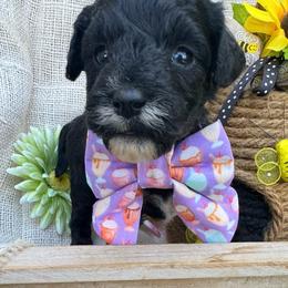 Brownie - (Brownie Batter) - White and black female Bordoodle puppy in Canfield, Ohio from Poo's Doo's & Inu's