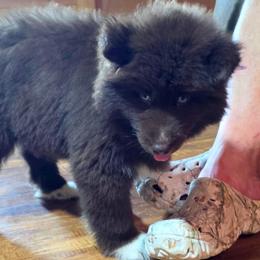 KoaKoa Puffs - Brown and white female Siberian Husky puppy in East Tawas, Michigan from BurnsBerg's Woolies