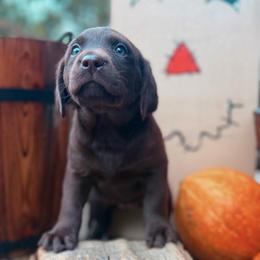 Quail - Chocolate female Labrador Retriever puppy in Sweet Home, Oregon from Knotty Creek Labradors