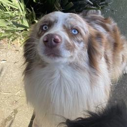 Dundee - Australian Shepherd