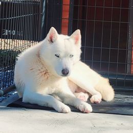 Karma - Siberian Husky