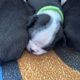 Boy Green Collar - Black and white male Boston Terrier puppy in Mc Donough, Georgia from Ballard Boston Terriers