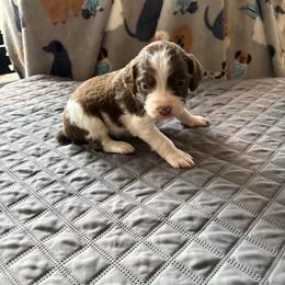 Girl 3 - Liver and white female Brittany puppy in Adairsville, Georgia from Rocking L Farms