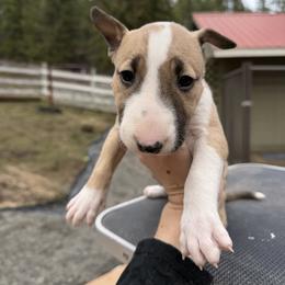 Cirrus - Fawn smut and white female Bull Terrier puppy in Sprauge, Washington from Mark My Words Bull Terriers