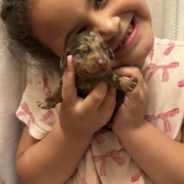Ivy - Dapple female Dachshund puppy in Lufkin, Texas from L & A Dachshunds