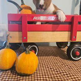 Jasper - Red and white male Basenji puppy in New Providence, Pennsylvania from Buck Iron Stables Kennel