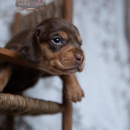 Zach - Chocolate and tan male Dachshund puppy in Iola, Texas from Whiskey River Dachshunds