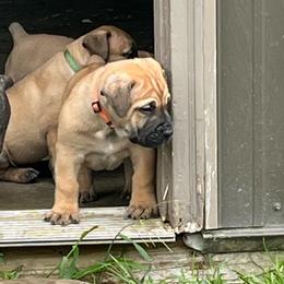 Orange collar female - Brown female Boerboel puppy in Guysville, Ohio from Fueled Kennel