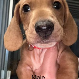 Dachshund Puppies from Weenie Hut Jrs