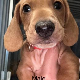Dachshund Puppies from Weenie Hut Jrs